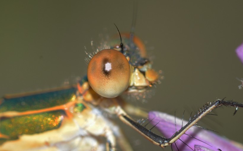 蜻蜓眼睛特写图片(15张)