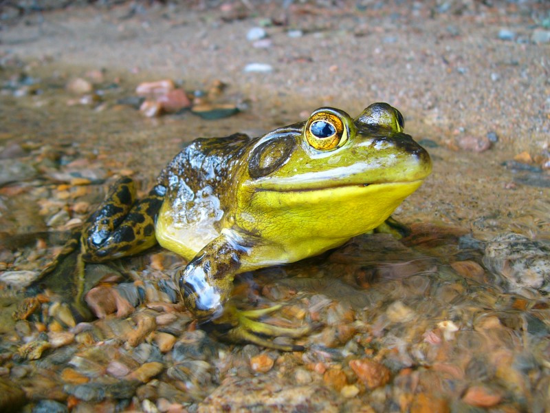 青蛙高清图片(15张)