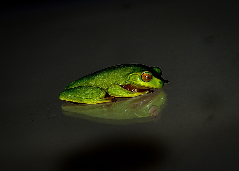 形态各异的青蛙图片(13张)