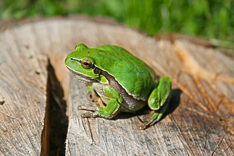 青蛙图片(13张)