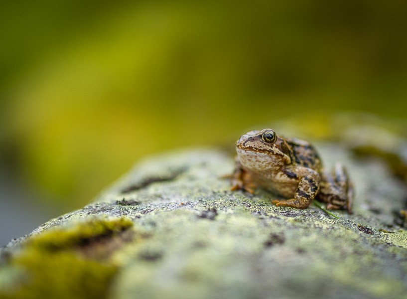 形态各异的青蛙图片(13张)