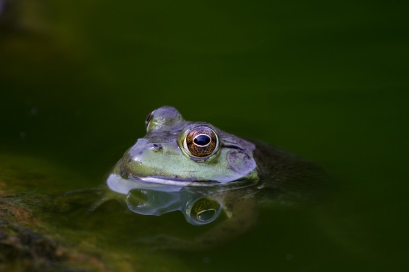 青蛙高清图片(15张)