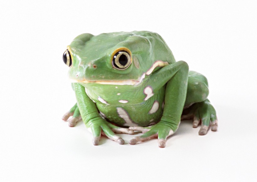 青蛙图片(70张)