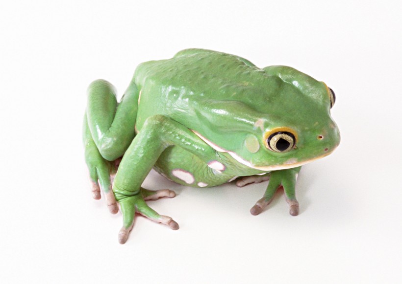 青蛙图片(70张)