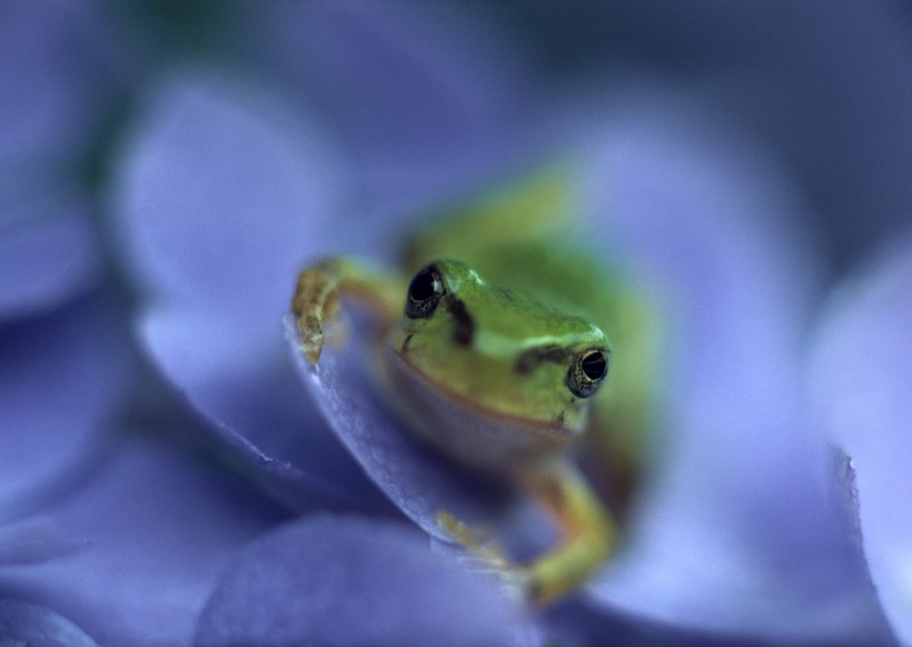 可爱青蛙和植物图片(8张)