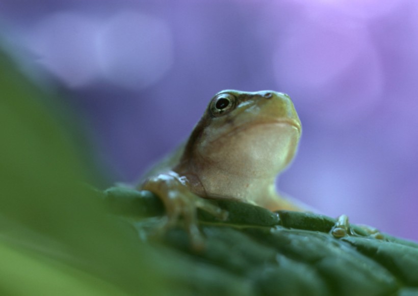 可爱青蛙和植物图片(8张)