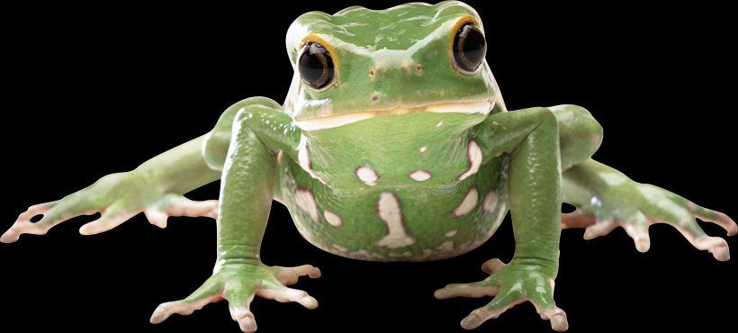 青蛙透明背景PNG图片(17张)