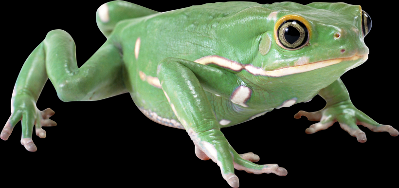 青蛙透明背景PNG图片(17张)