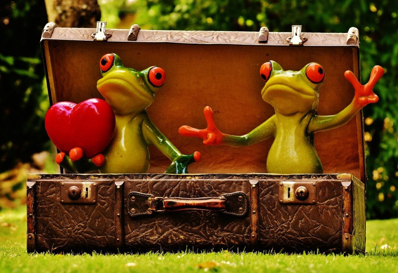 青蛙玩具图片(11张)