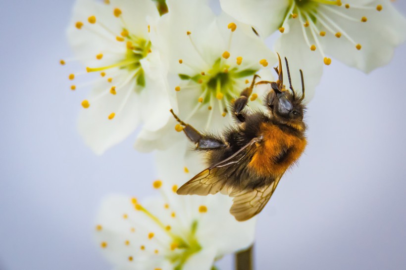 蜜蜂高清放大特写图片(15张)
