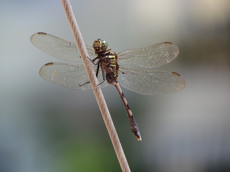 体态轻盈的蜻蜓图片(16张)