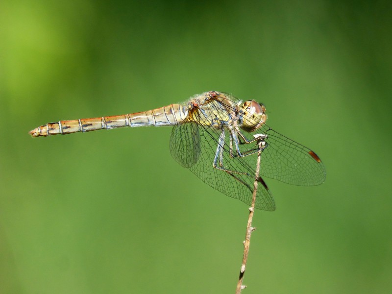 体态轻盈的蜻蜓图片(16张)