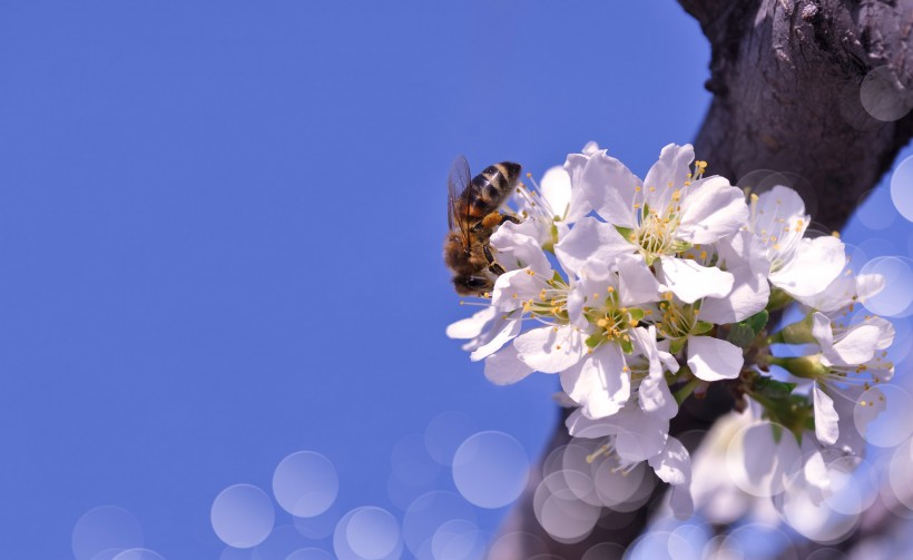 勤劳的蜜蜂图片(13张)