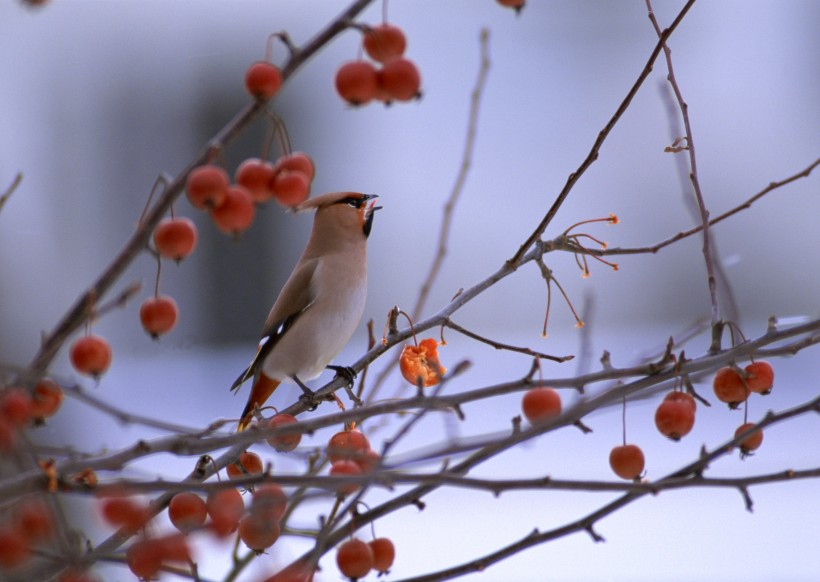 秋冬季树枝上的小鸟图片(37张)