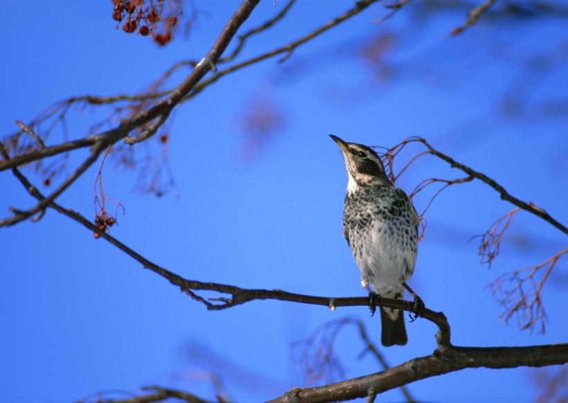 秋冬季树枝上的小鸟图片(37张)