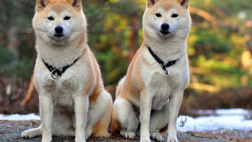 秋田犬图片(8张)