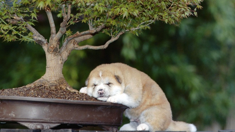 秋田犬图片(8张)