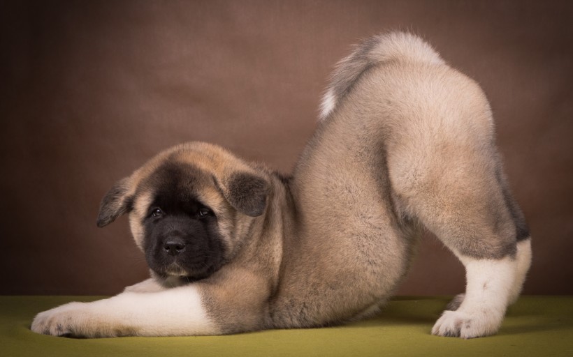 秋田犬狗狗图片(13张)