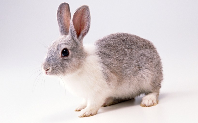 超萌的兔子图片(10张)