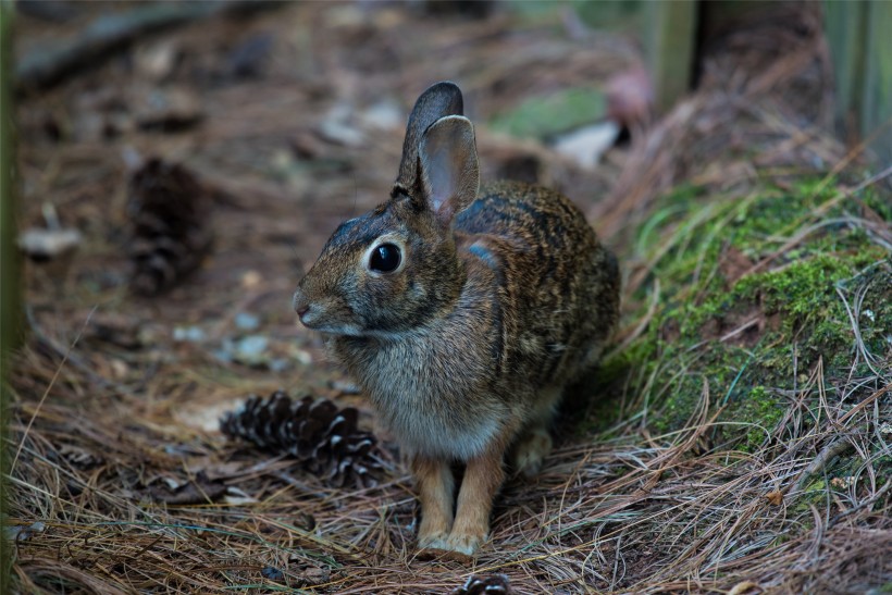 毛茸茸的兔子图片(15张)
