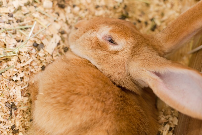 毛茸茸的兔子图片(15张)