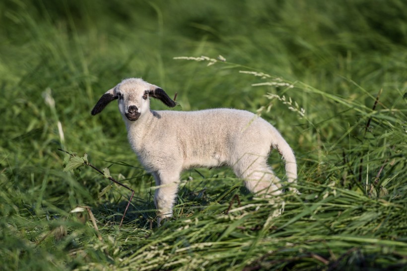 草地里的小羊图片(9张)