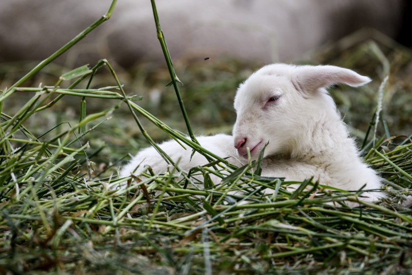 草地里的小羊图片(9张)