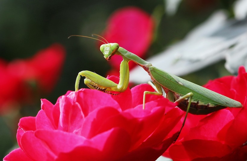 花丛里的螳螂图片(9张)