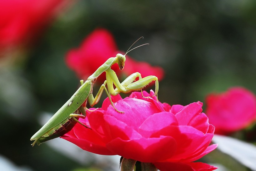 牡丹花上的螳螂图片(8张)