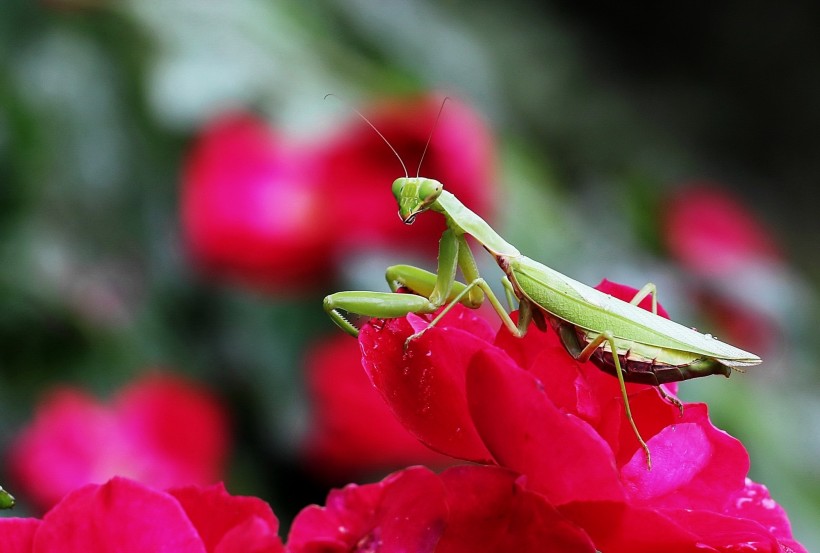 花丛里的螳螂图片(9张)