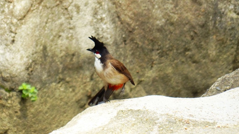 红耳鹎鸟类图片(15张)
