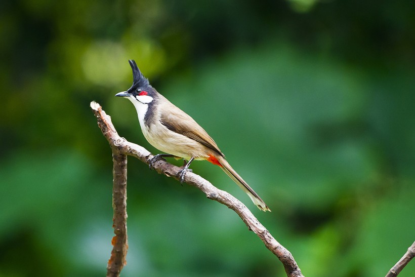 红耳鹎鸟类图片(15张)