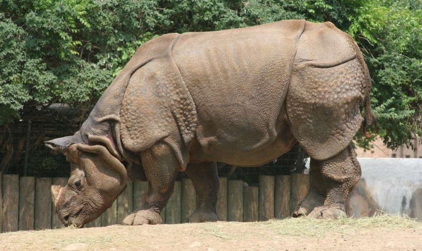体型庞大的犀牛图片(11张)