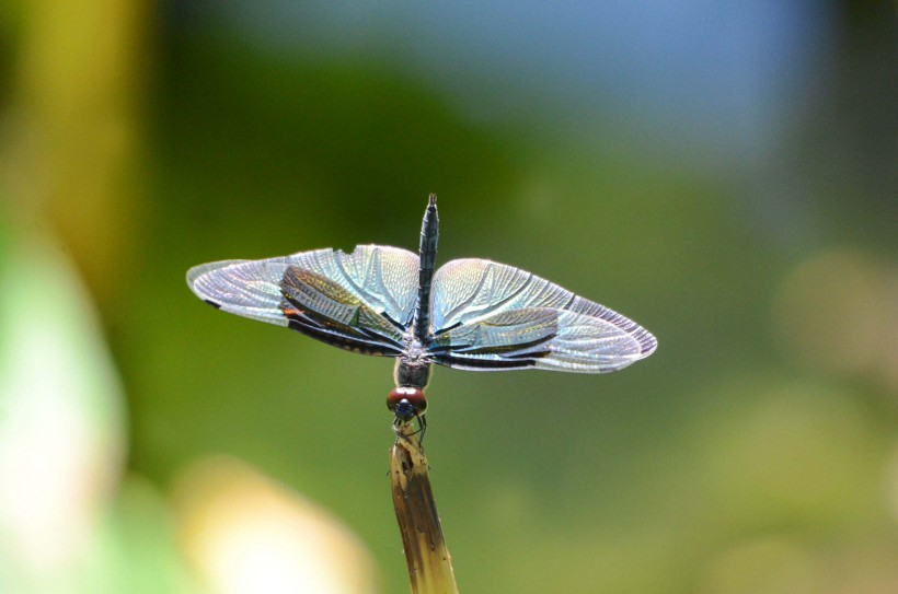 黑丽翅蜻图片(9张)