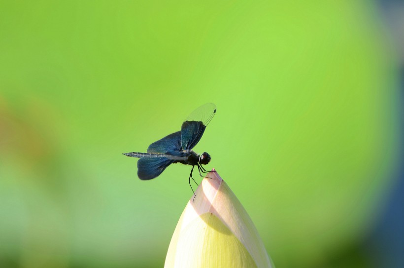 黑丽翅蜻图片(9张)