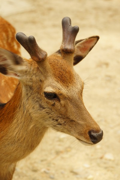 日本奈良的鹿图片(10张)