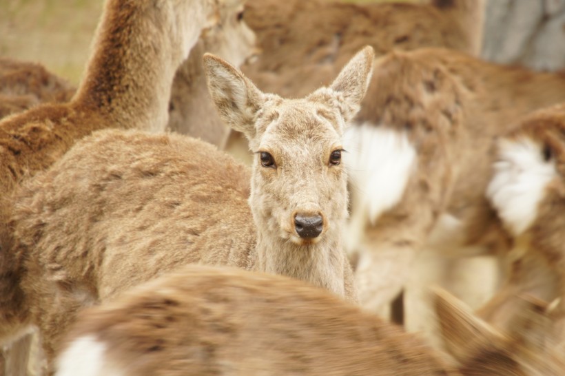 日本奈良的鹿图片(10张)