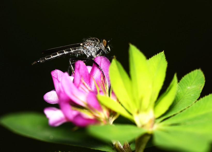 食虫虻昆虫图片(9张)