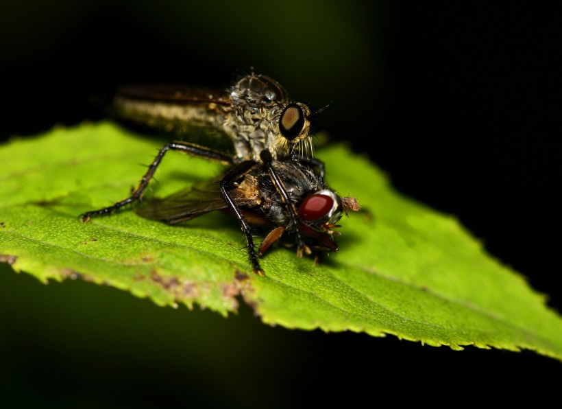食虫虻昆虫图片(9张)