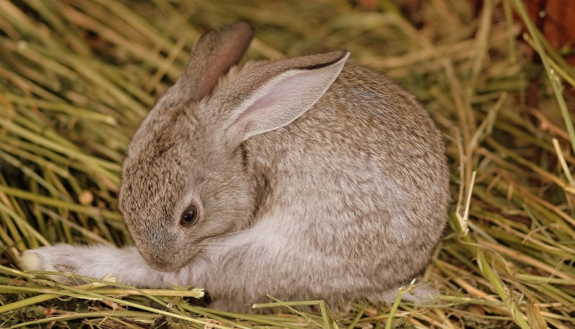 可爱超萌兔子图片(20张)