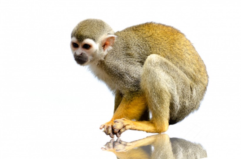 淘气的松鼠猴图片(16张)