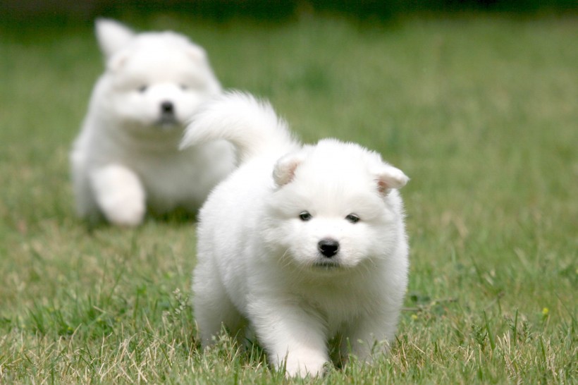 萨摩耶犬图片(23张)
