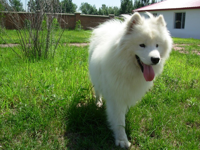 萨摩耶犬图片(23张)