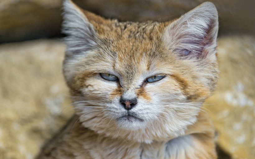 沙丘猫图片(10张)