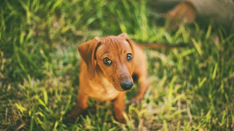 腊肠犬图片(9张)