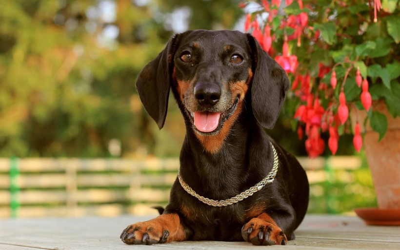 腊肠犬图片(9张)