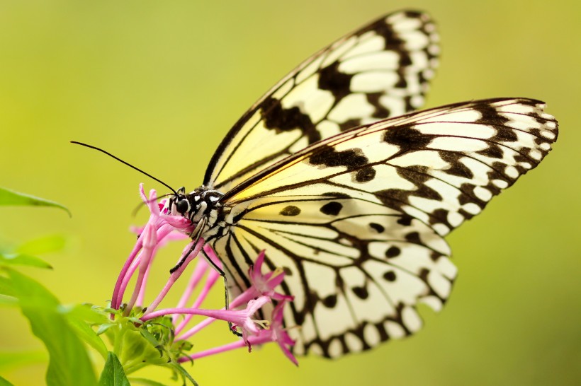 色彩斑斓的蝴蝶图片(12张)