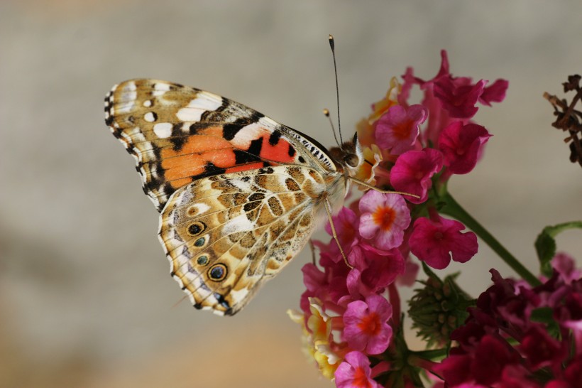 色彩斑斓的蝴蝶图片(12张)