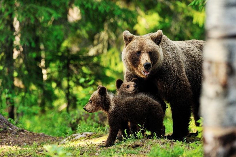 森林中的棕熊图片(6张)