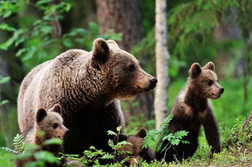 森林中的棕熊图片(6张)
